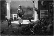 Les pigeons