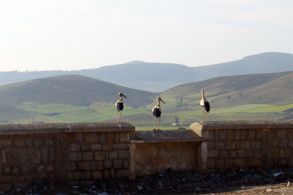 cigognes