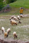 au milieu des moutons