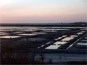 Saline