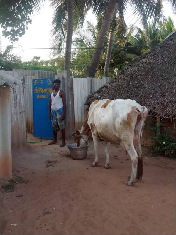 Les vaches