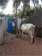 Les vaches
