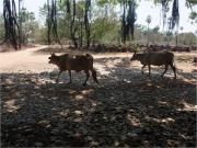 Les vaches