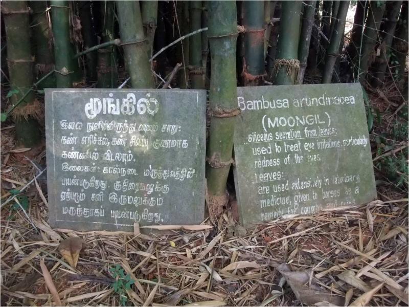 Pitchandikulam