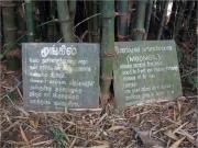 Pitchandikulam