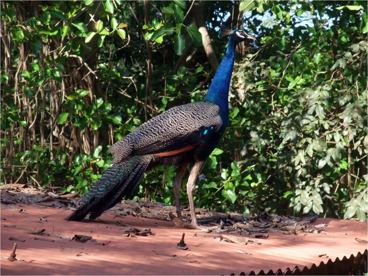 Pitchandikulam
