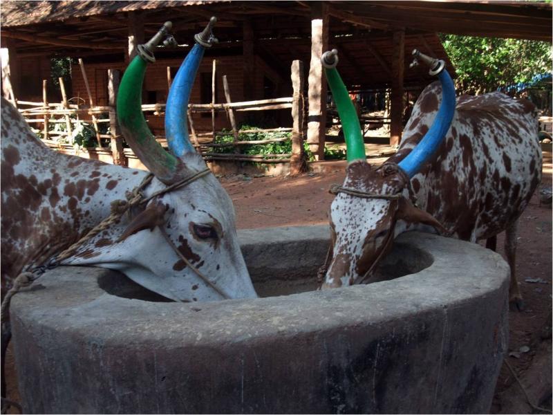 Pitchandikulam