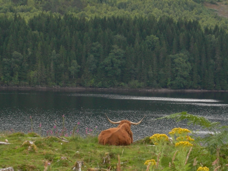 vache ecossaise en contemplation...