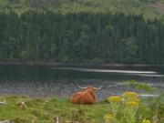 vache ecossaise en contemplation...